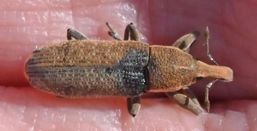 Lixus sp.